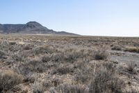 dry grass and brush on a dirt field with a mountain in the distance in the background