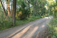 a dirt road surrounded by some tall trees with sun streaming through the leaves on each side