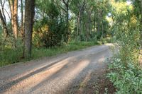 a dirt road surrounded by some tall trees with sun streaming through the leaves on each side