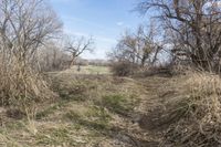 view along an unpaved path through a field of dead grass and trees in the countryside