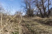 view along an unpaved path through a field of dead grass and trees in the countryside