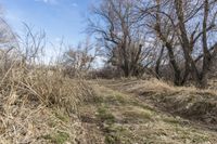 view along an unpaved path through a field of dead grass and trees in the countryside