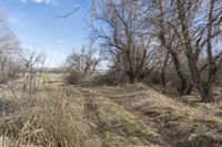 view along an unpaved path through a field of dead grass and trees in the countryside