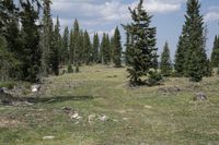 Colorado Landscape: Forest, Grass, Day 001