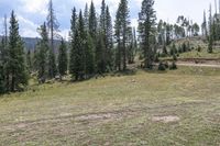 Colorado Landscape: Forest, Grass, and Field