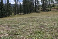 Colorado Landscape: Forest, Grass, and Field