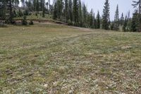 Colorado Landscape: Forest in Open Space