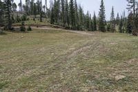 Colorado Landscape: Forest in Open Space