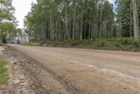 Colorado Landscape: Forest Road on Dirt