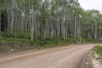 Colorado Landscape: Forest Road on Dirt