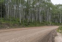 Colorado Landscape: Forest Road on Dirt