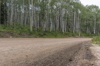 Colorado Landscape: Forest Road on Dirt