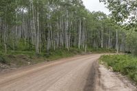 Colorado Landscape: Forest Road on Dirt