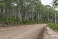 Colorado Landscape: Forest Road on Dirt
