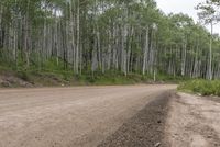 Colorado Landscape: Forest Road on Dirt