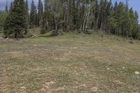 Colorado Landscape: Grass and Vegetation