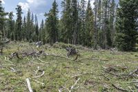 an area where the tree was chopped down, with many small trees that are scattered over it