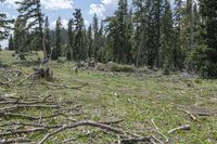 an area where the tree was chopped down, with many small trees that are scattered over it