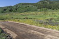 Colorado Landscape: Lush Green Vegetation