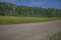 Colorado Landscape: Mountain Aspen and Lush Vegetation