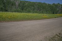 Colorado Landscape: Mountain Aspen and Lush Vegetation