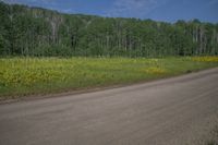 Colorado Landscape: Mountain Aspen and Lush Vegetation