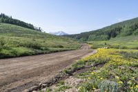 dirt road surrounded by yellow wildflowers with mountain in back ground and blue sky