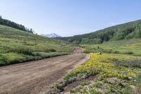 dirt road surrounded by yellow wildflowers with mountain in back ground and blue sky