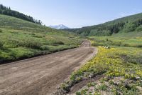 dirt road surrounded by yellow wildflowers with mountain in back ground and blue sky