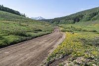 dirt road surrounded by yellow wildflowers with mountain in back ground and blue sky