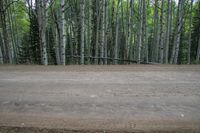 Colorado Landscape: Mountain Forest Scenery