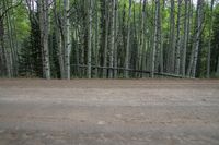 Colorado Landscape: Mountain Forest Scenery