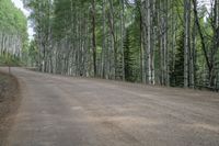 Colorado Landscape: Mountain Forest with Aspen Trees