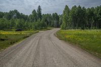 Colorado Landscape: Mountains, Forest, and a Beautiful Day