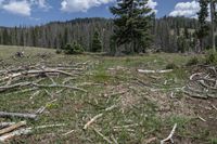 many trees and debris in the grass near a wooded area with a blue sky and clouds