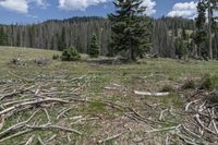 many trees and debris in the grass near a wooded area with a blue sky and clouds