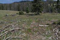 many trees and debris in the grass near a wooded area with a blue sky and clouds