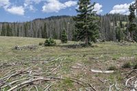 many trees and debris in the grass near a wooded area with a blue sky and clouds