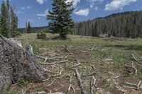 many trees and debris in the grass near a wooded area with a blue sky and clouds