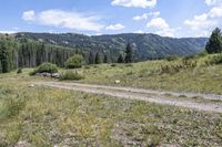 a dirt road leading to a grass meadow, with a couple of cows grazing in the middle and mountains in the back