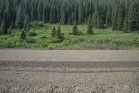 a large dirt field and pine trees near the water line from which it is growing