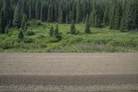 a large dirt field and pine trees near the water line from which it is growing