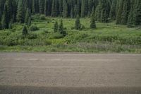 a large dirt field and pine trees near the water line from which it is growing