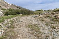 a goat that is walking across a trail near the mountainsides in alaska mountains on an open day