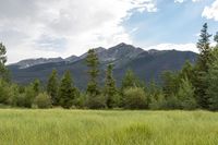 mountains and forest with grass and trees all around in a field of dirt and tall pines