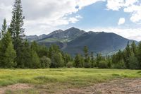 mountains and forest with grass and trees all around in a field of dirt and tall pines