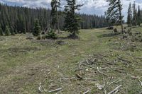 trees on the ground with debris left behind them in an area in the woods with few other trees