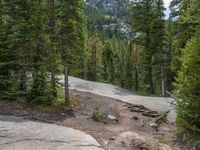 a dog stands on the edge of some large boulders in the middle of trees and rocks