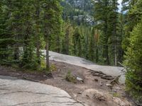 a dog stands on the edge of some large boulders in the middle of trees and rocks