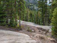 a dog stands on the edge of some large boulders in the middle of trees and rocks